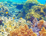 Under Water : JC Tour Lipe Island